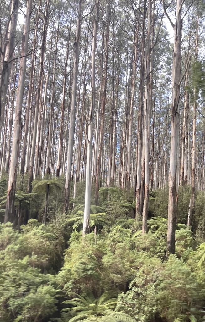 Strategic Services Yarra Ranges Stormwater Management Plan